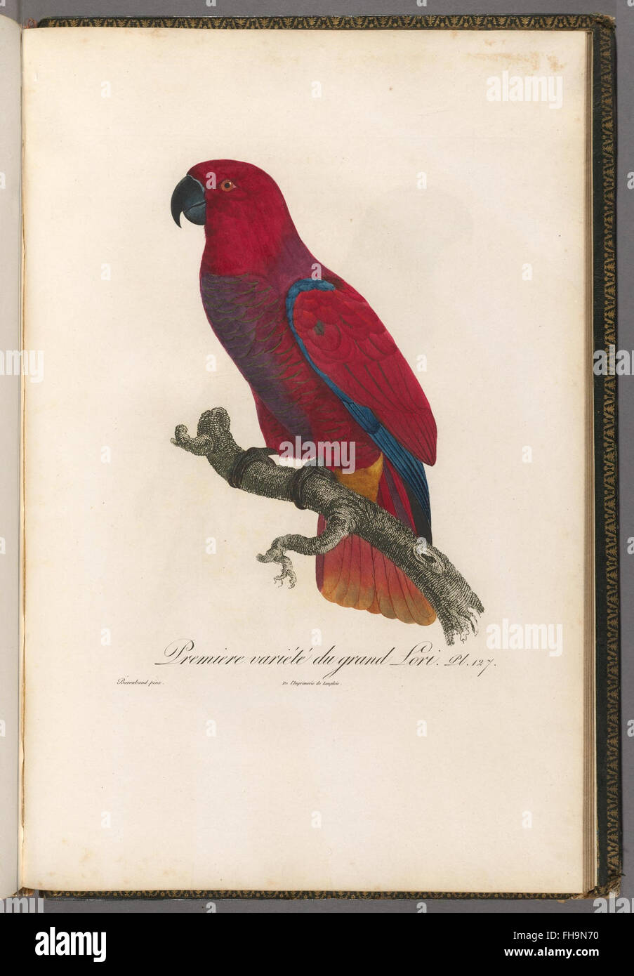 Histoire Naturelle des Perroquets a study on parrots including their