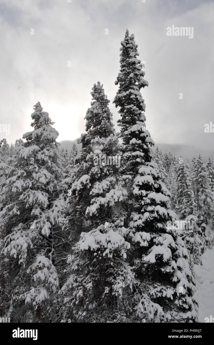 Distant trees with mountains hi-res stock photography and images - Alamy