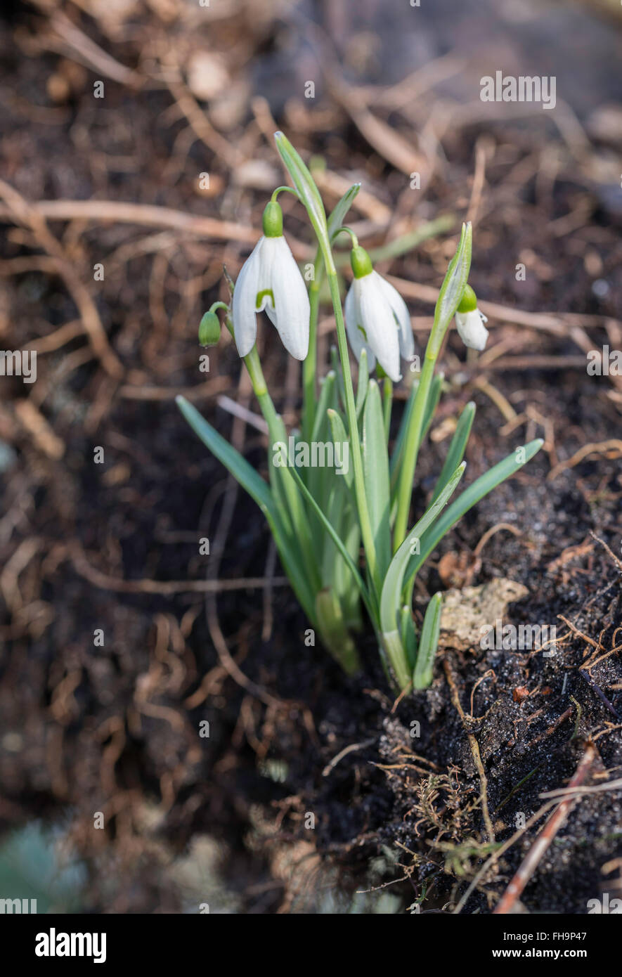 early snowdrop flowers in the forest in Holland in februari Stock Photo