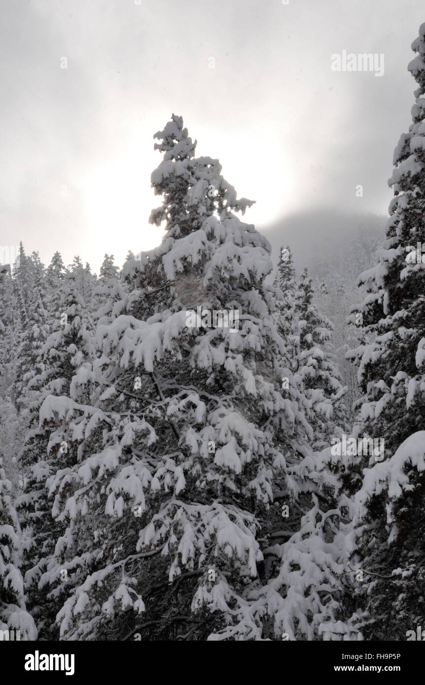 Vertical view of the crown of spruce tree covered in heavy snow Stock ...