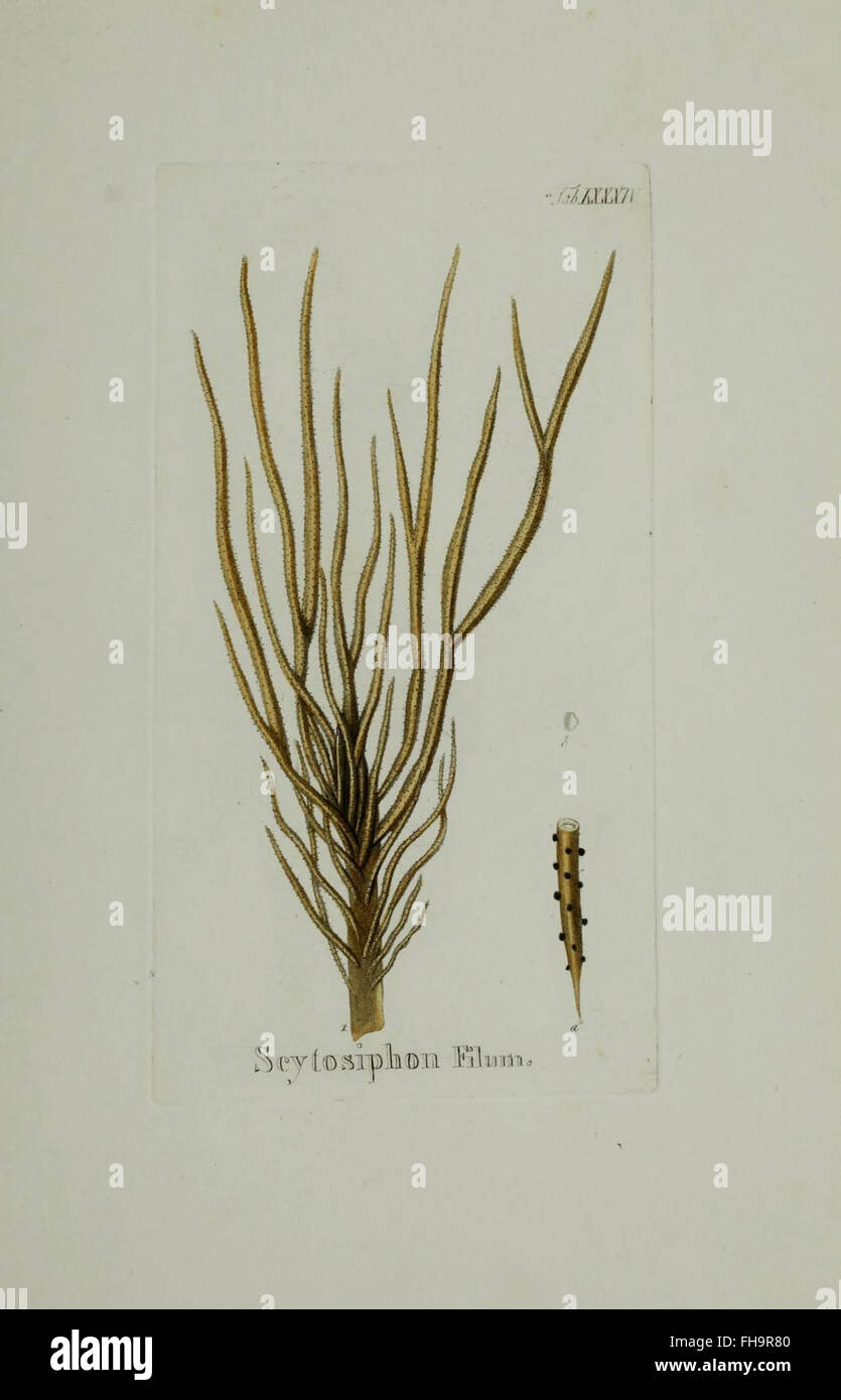 Aquatic plants and algae hi-res stock photography and images - Alamy