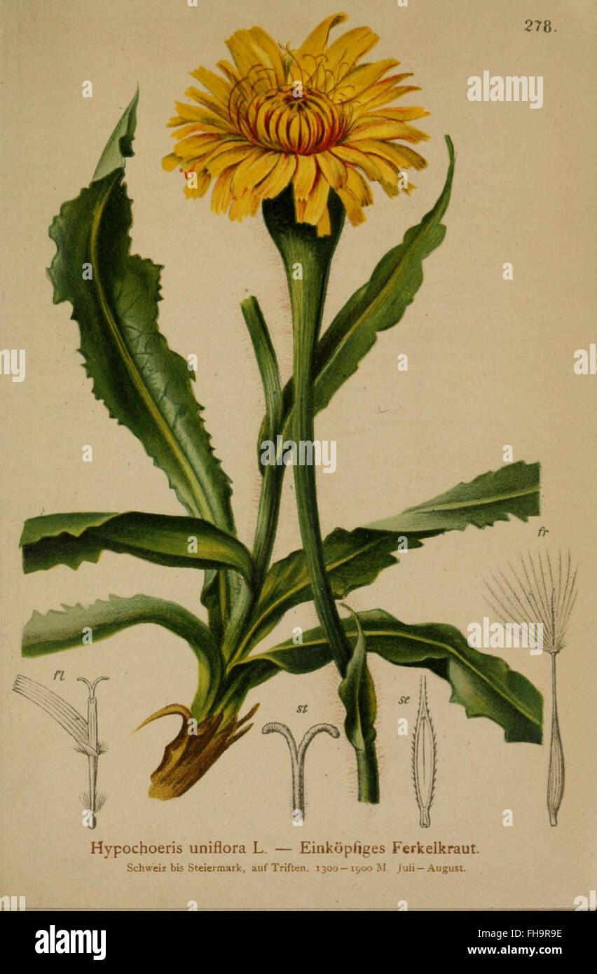 A detailed botanical atlas showcasing the plant species of the Alps ...