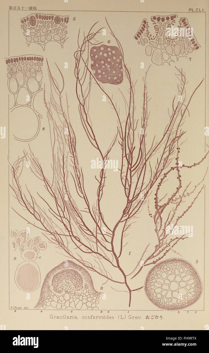 Icones of Japanese Algae, a pictorial collection of Japanese algae ...