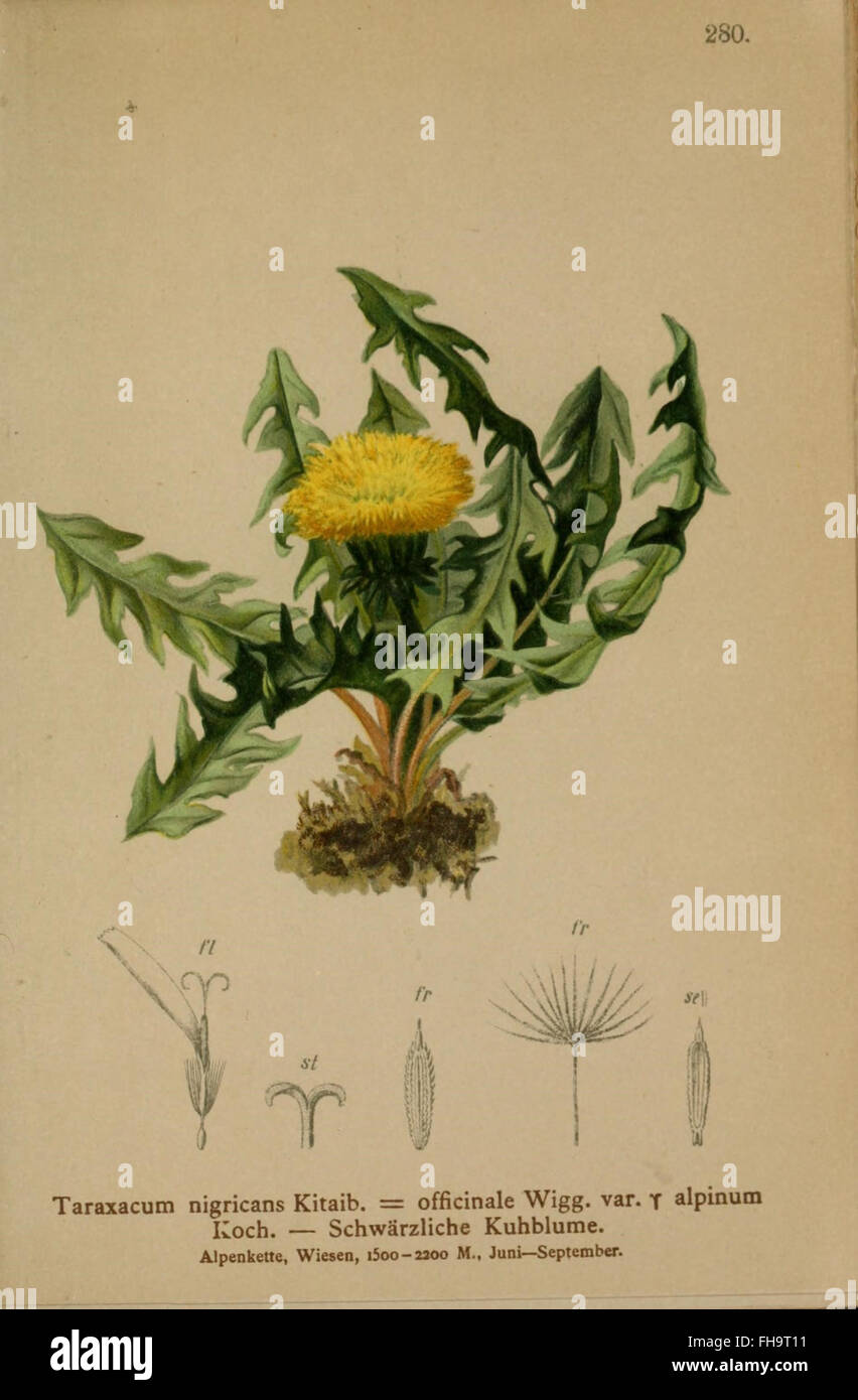 Atlas der Alpenflora Stock Photo