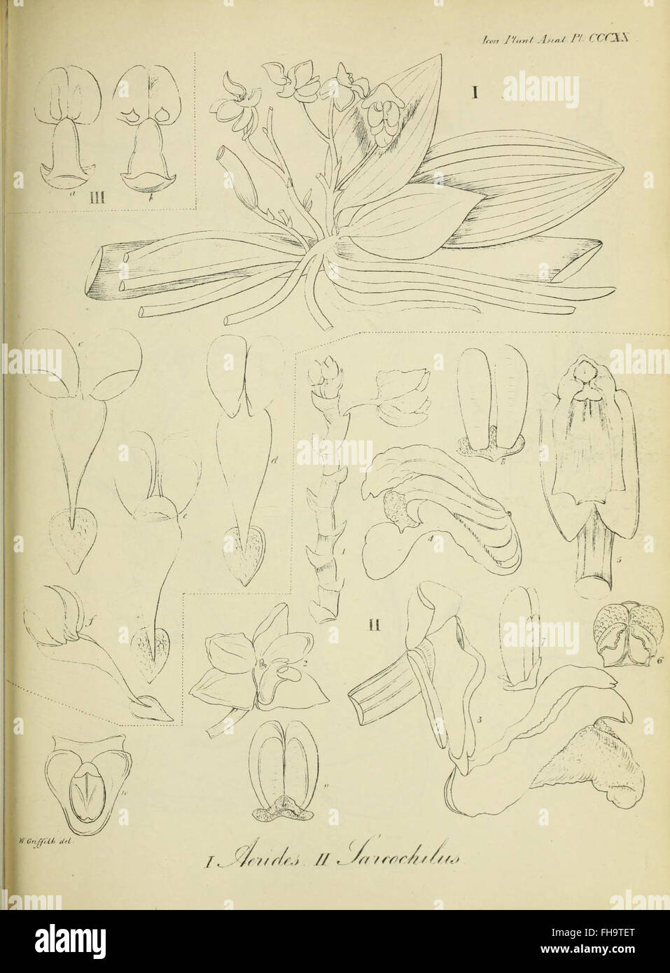 A botanical collection featuring illustrations of Asian plants, held at ...