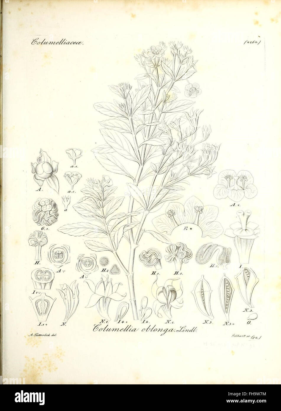 A botanical work illustrating the genera of plants, providing detailed ...