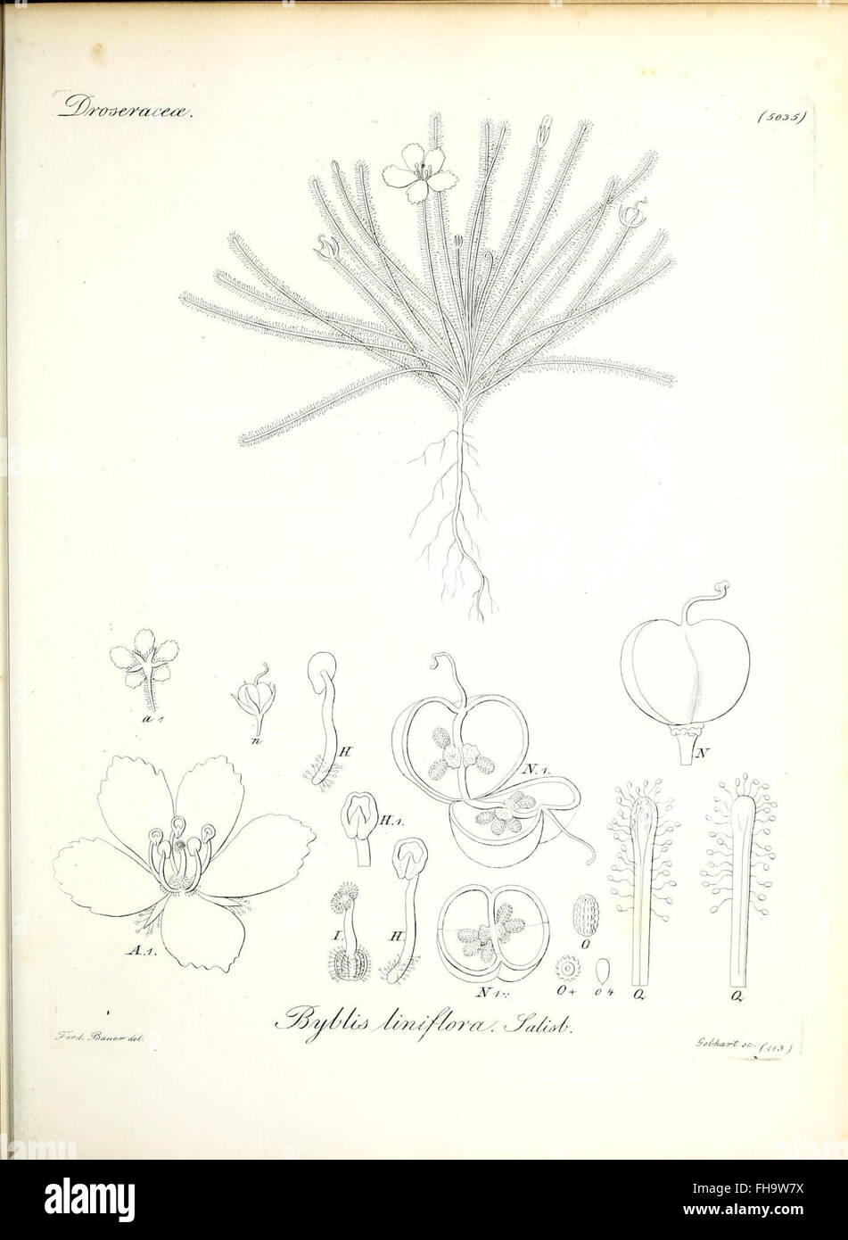 A botanical reference work from the Field Museum Library, featuring ...