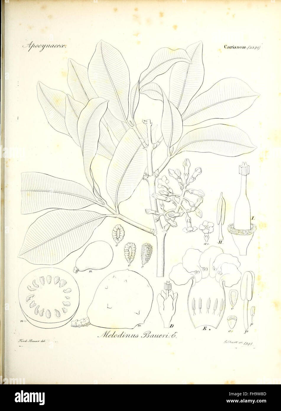 Botany Field Museum Library Pictorial works Stock Photo - Alamy
