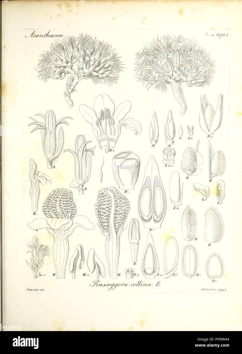 A botanical work illustrating the genera of plants, focusing on plant ...