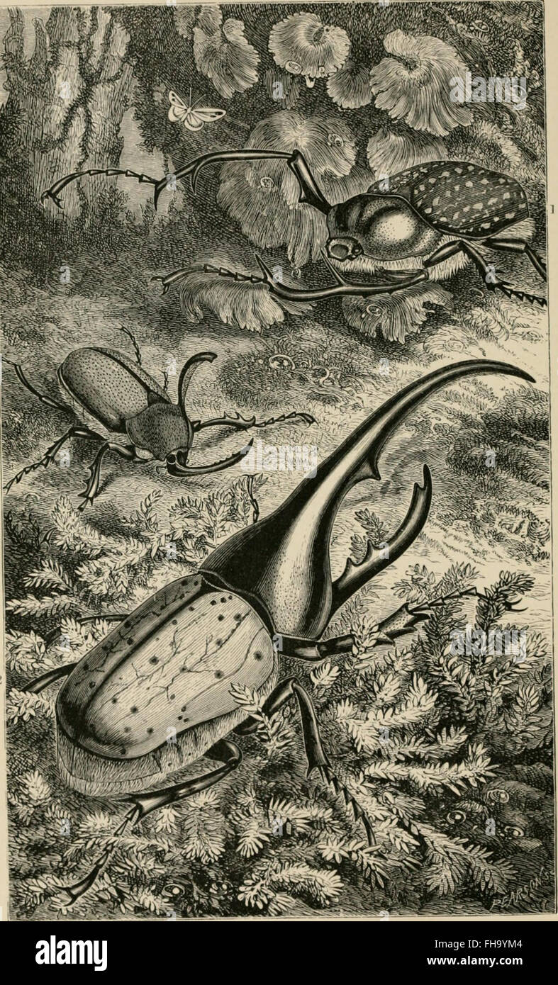 A historical exploration of foreign insects, examining their structure ...