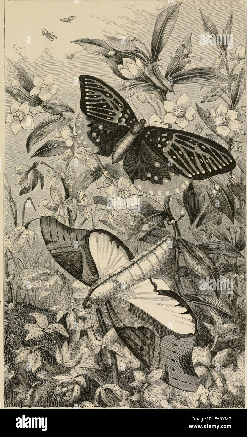 A popular 1883 account of foreign insects, focusing on their structure ...