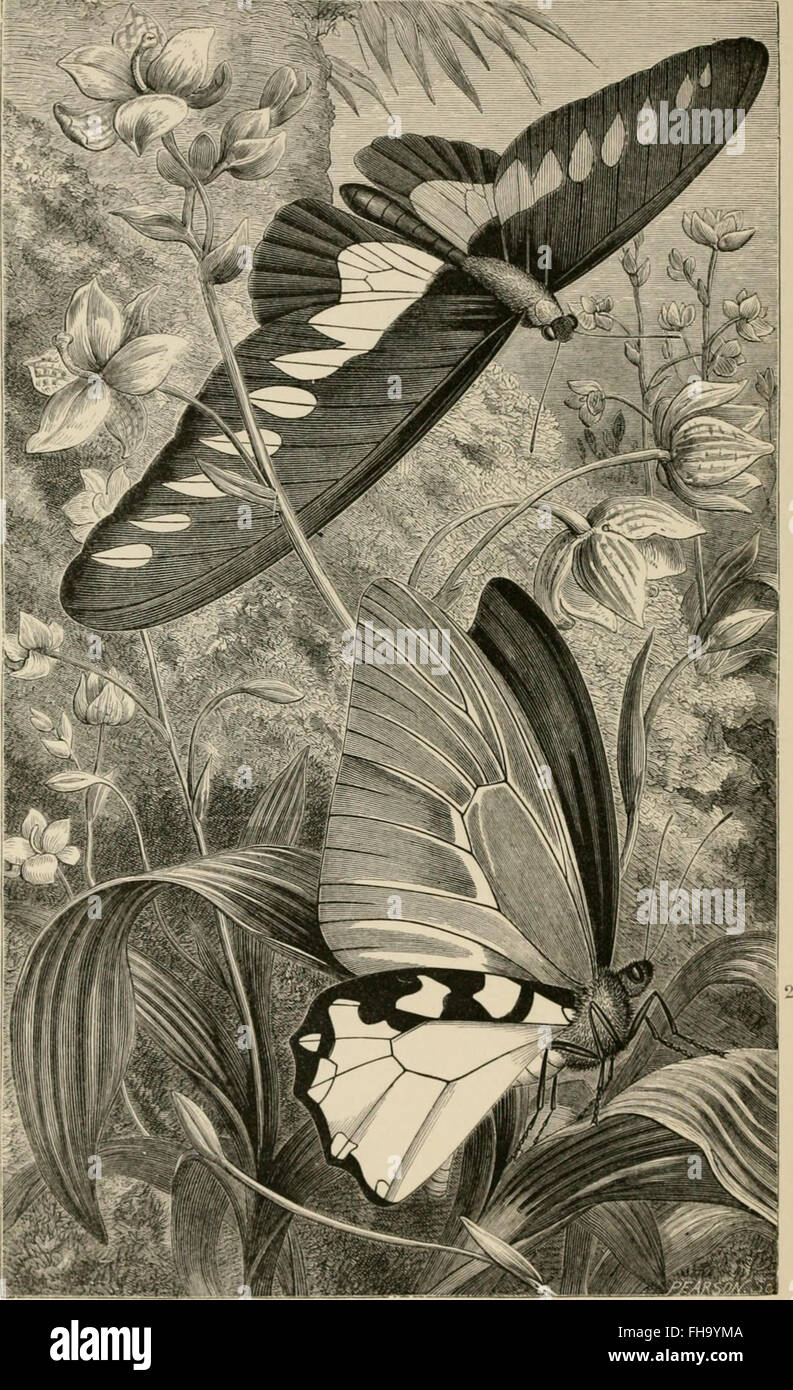 Insects abroad - being a popular account of foreign insects, their ...