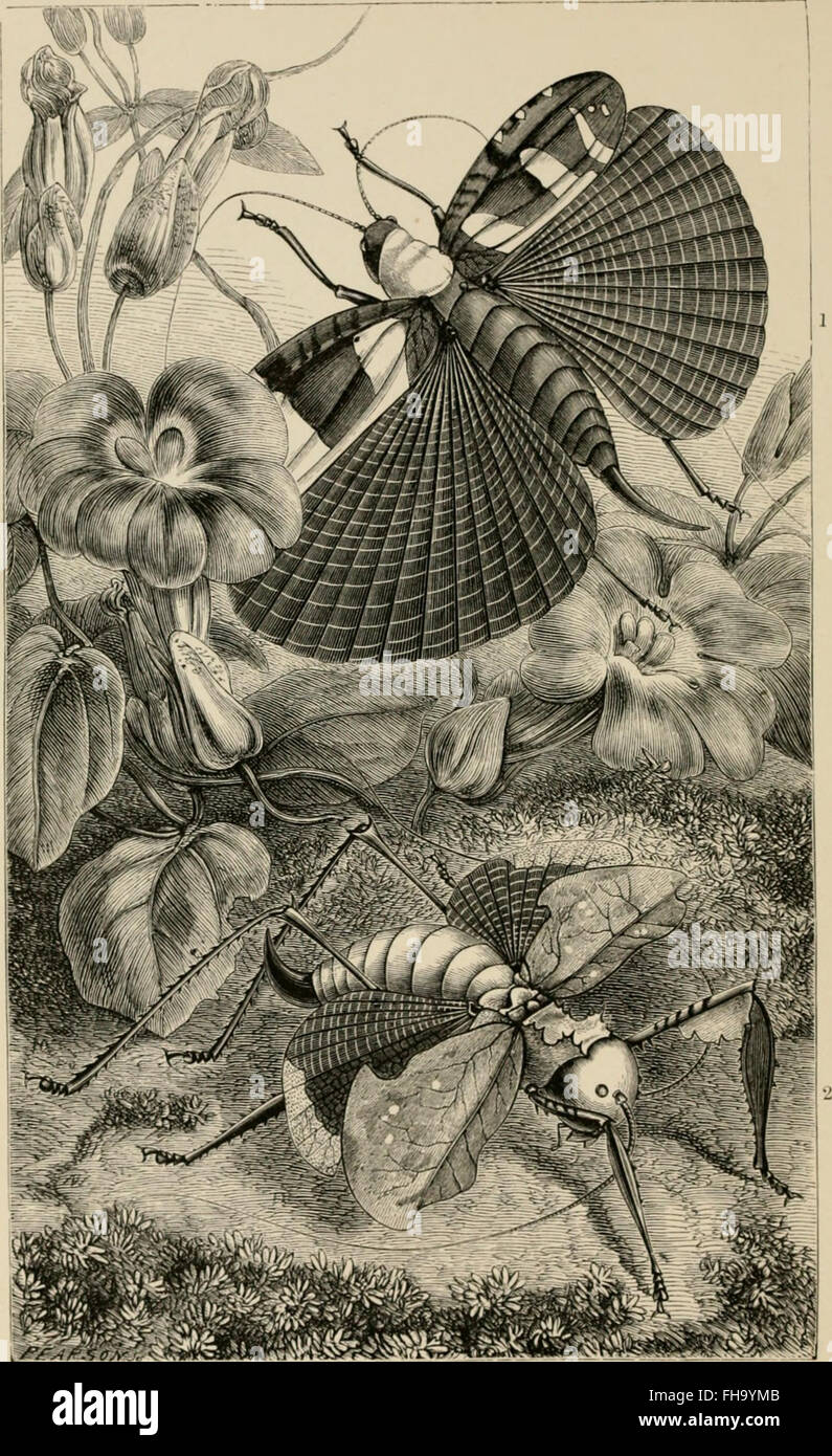 Insects Abroad, a popular account of foreign insects, exploring their ...