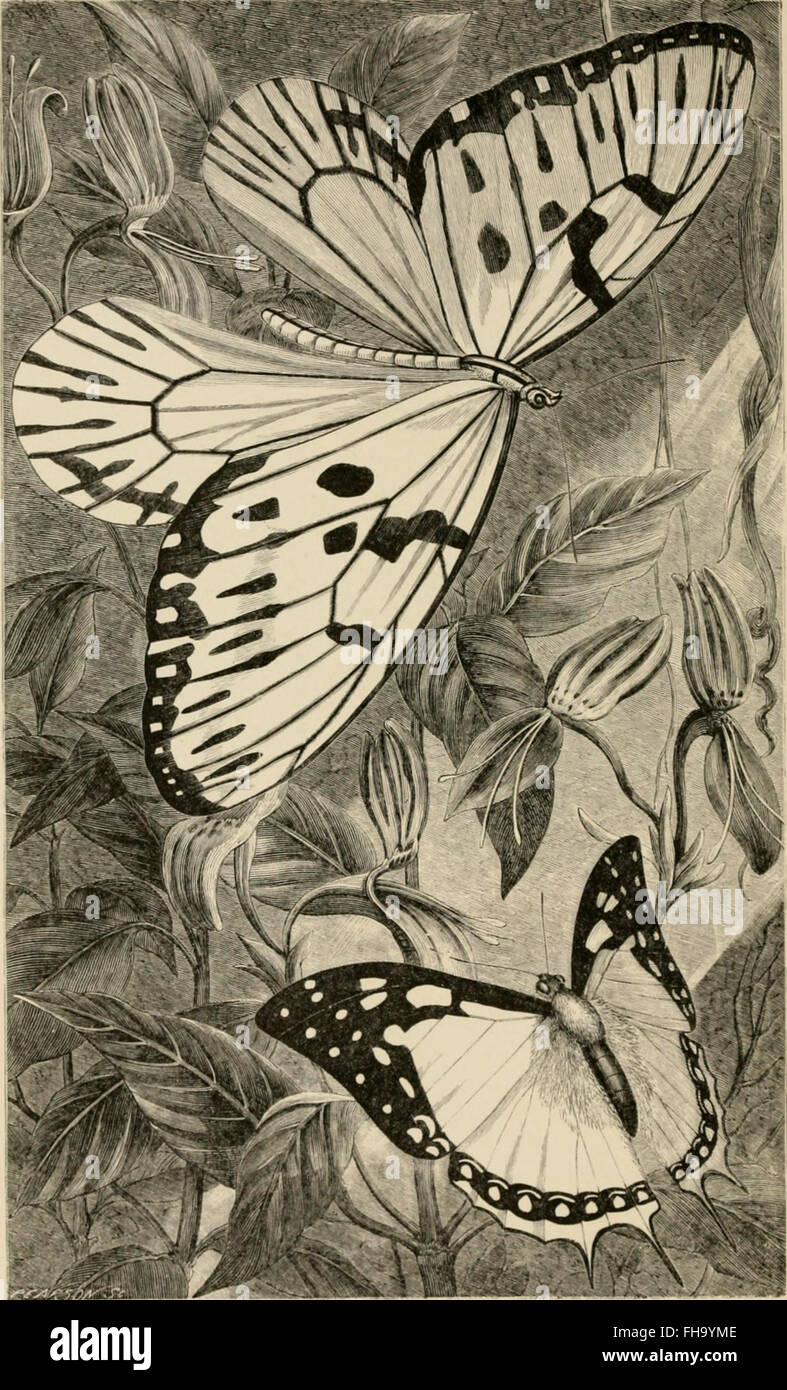 Insects abroad - being a popular account of foreign insects, their ...