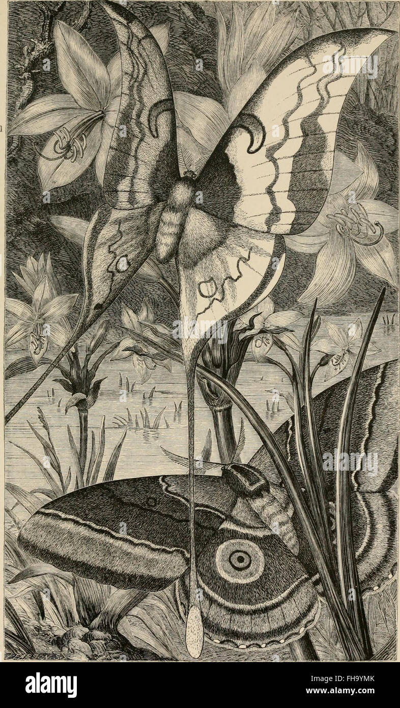 An 1883 work providing a popular account of foreign insects, their ...