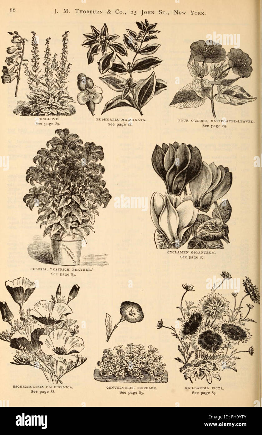 J.M. Thorburn and Co.'s annual descriptive catalogue of flower seeds