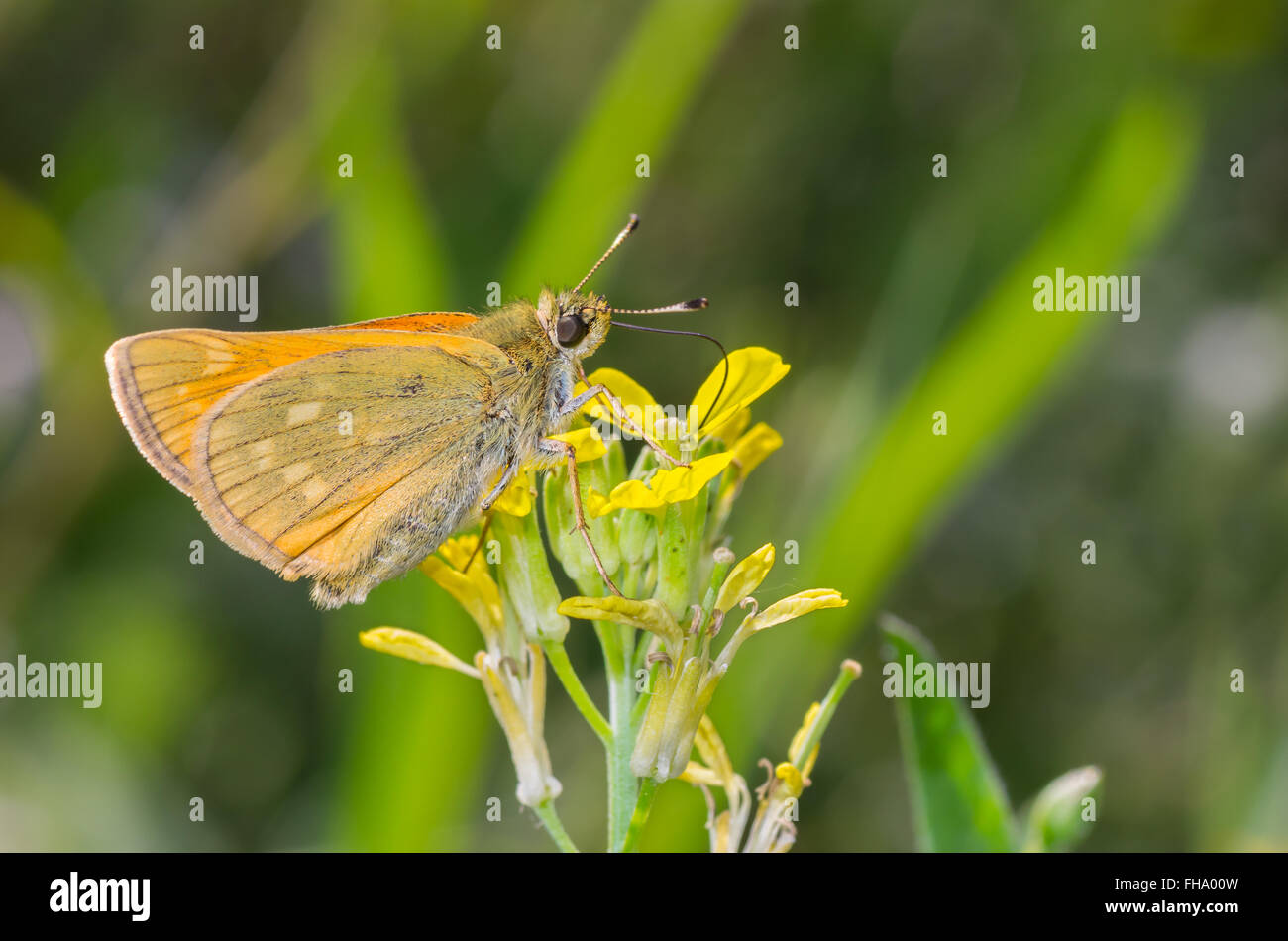 Skipper (Hesperiidae) butterfly sucking nectar out of wild yellow flower Stock Photo