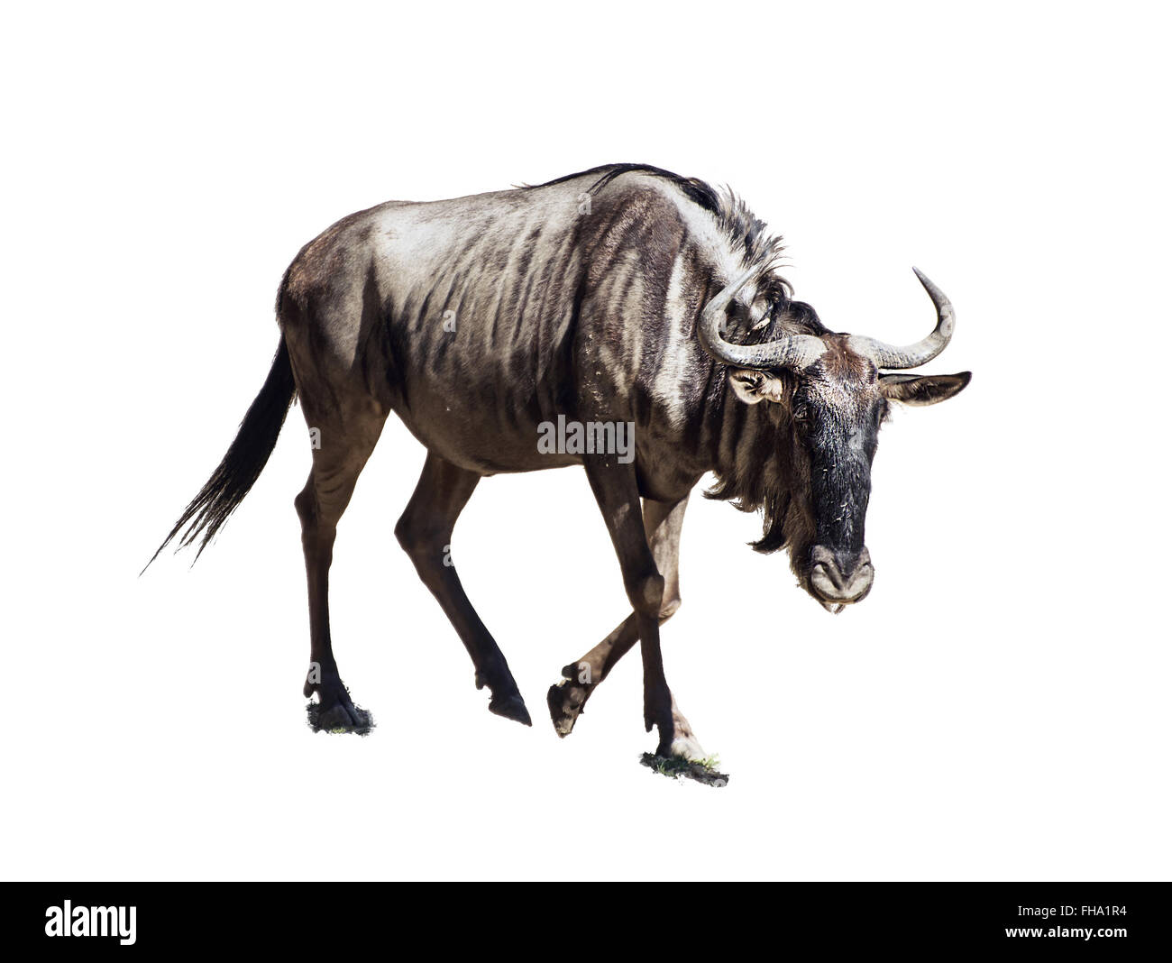Blue wildebeest (Connochaetes taurinus) in the african savannah. Animal isolated on the white background. Stock Photo