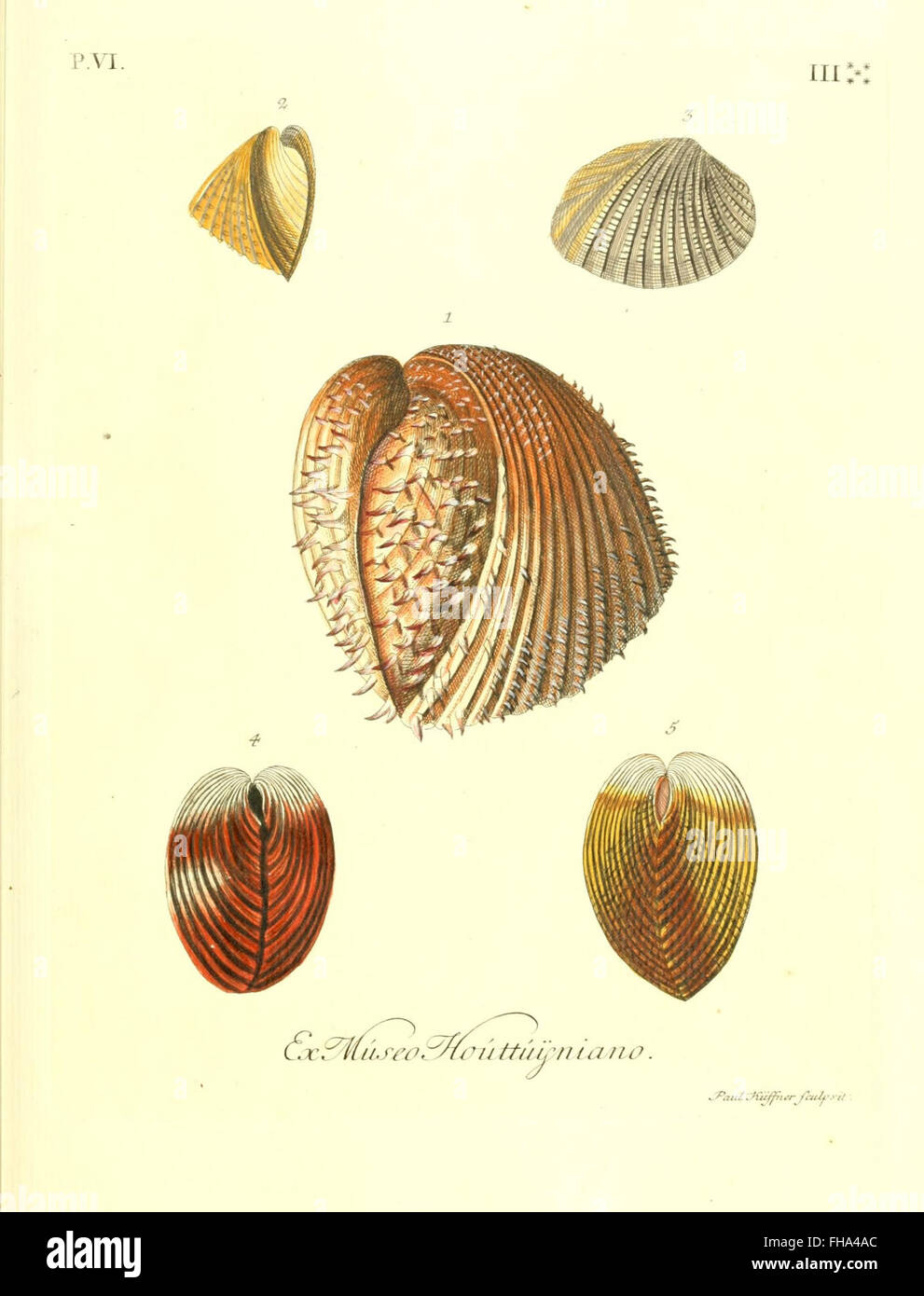 Featuring various types of shells hi-res stock photography and images ...