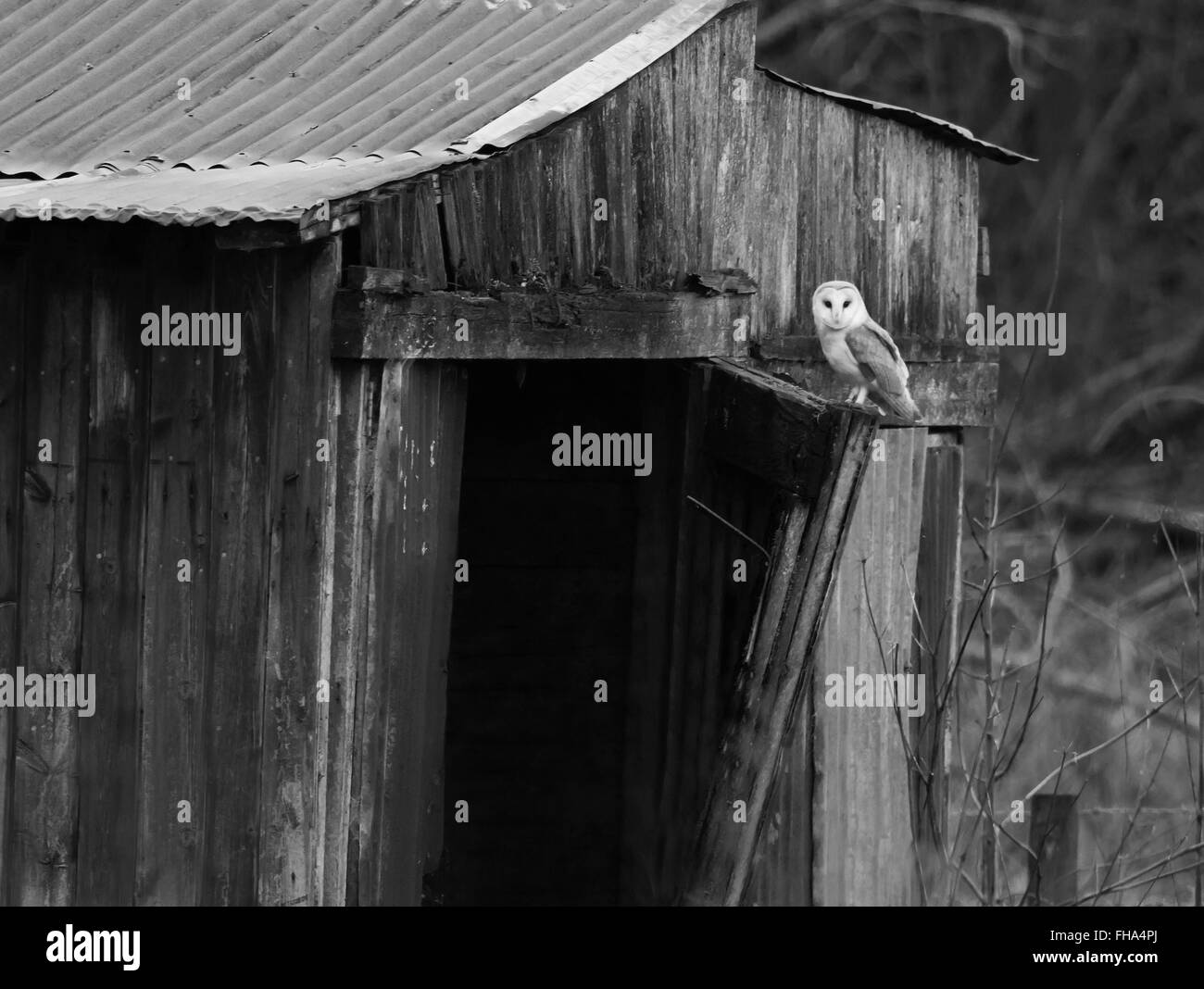 Wild Barn Owl Tyto Alba perched outside it's roosting site, Norfolk Stock Photo