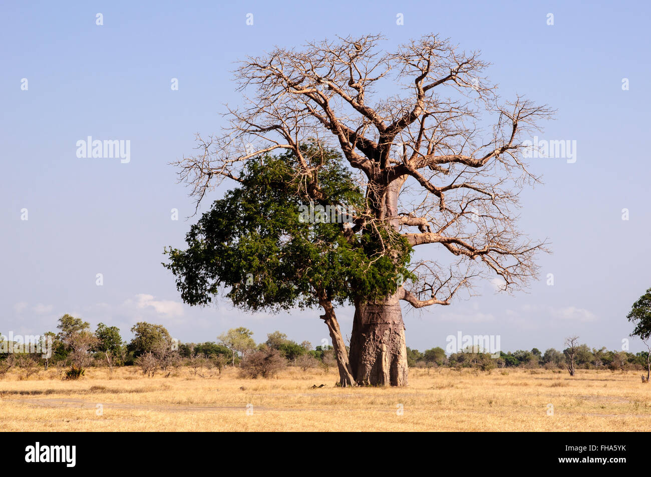 Baobab tree in an African safari landscape Stock Photo