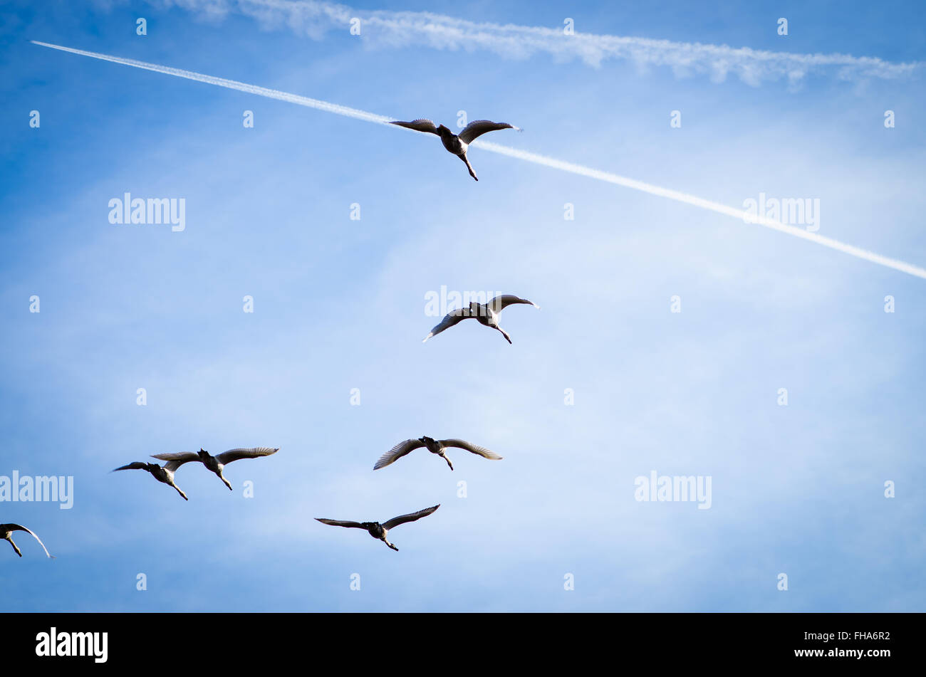flying birds and blue sky Stock Photo Alamy