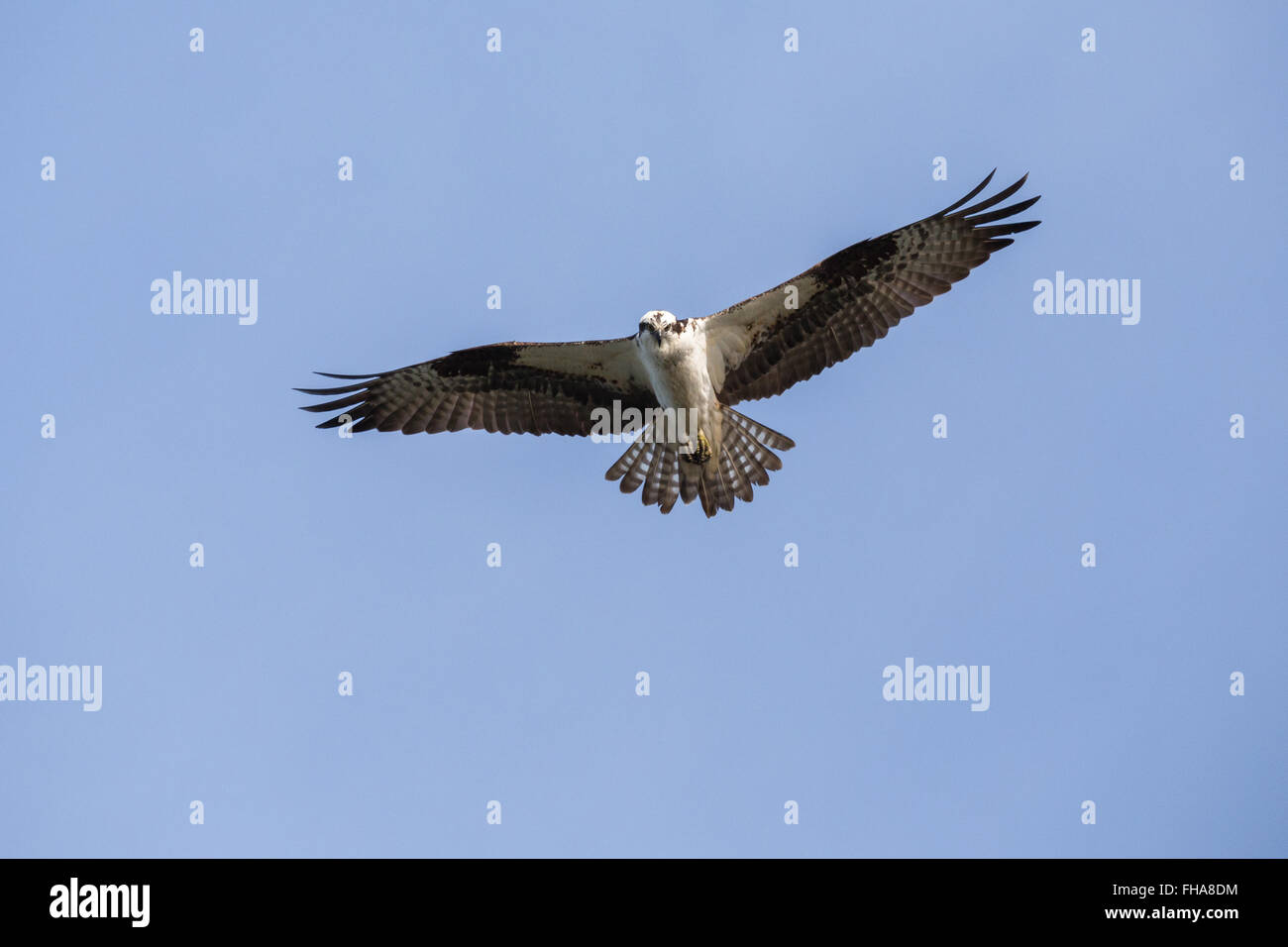 osprey in Vancouver BC Canada Stock Photo