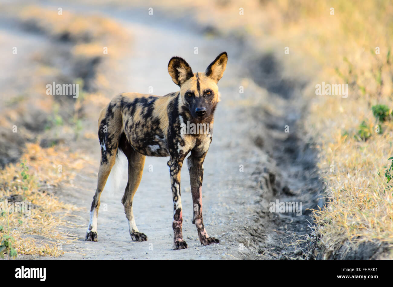 attentive African Wild Dog Stock Photo