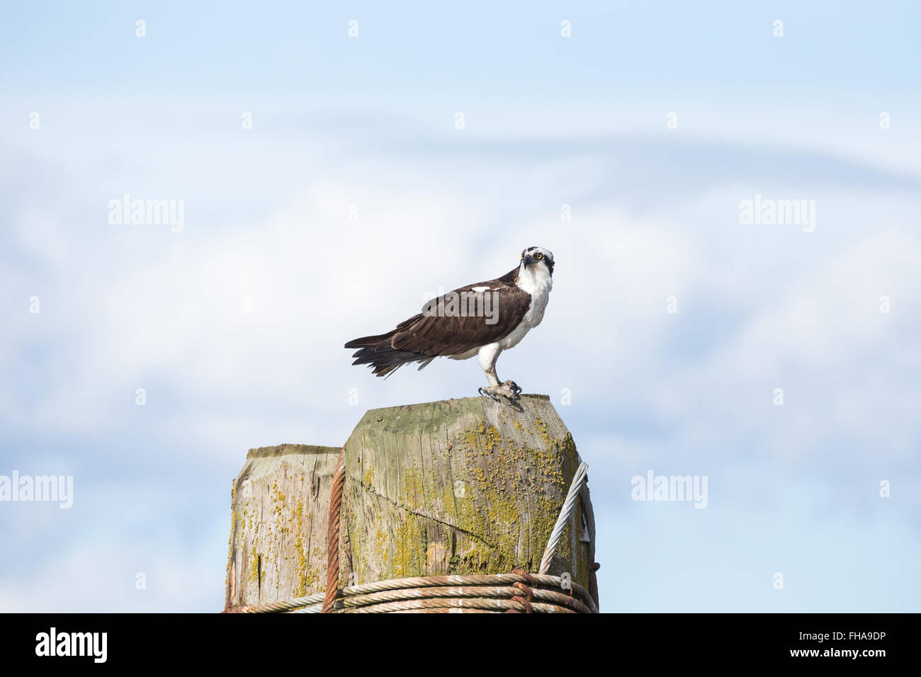 osprey in Vancouver BC Canada Stock Photo