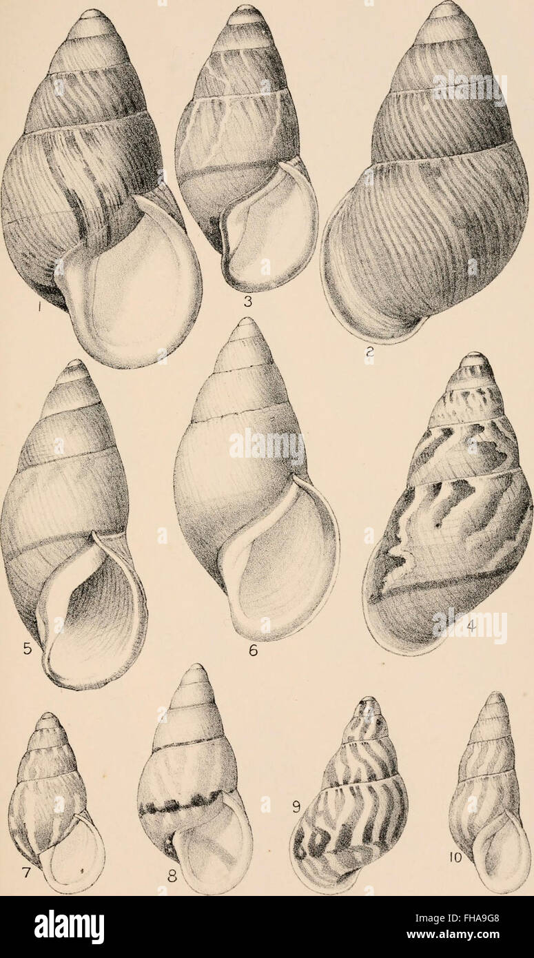 A comprehensive 1892 manual on conchology, focusing on the structural ...
