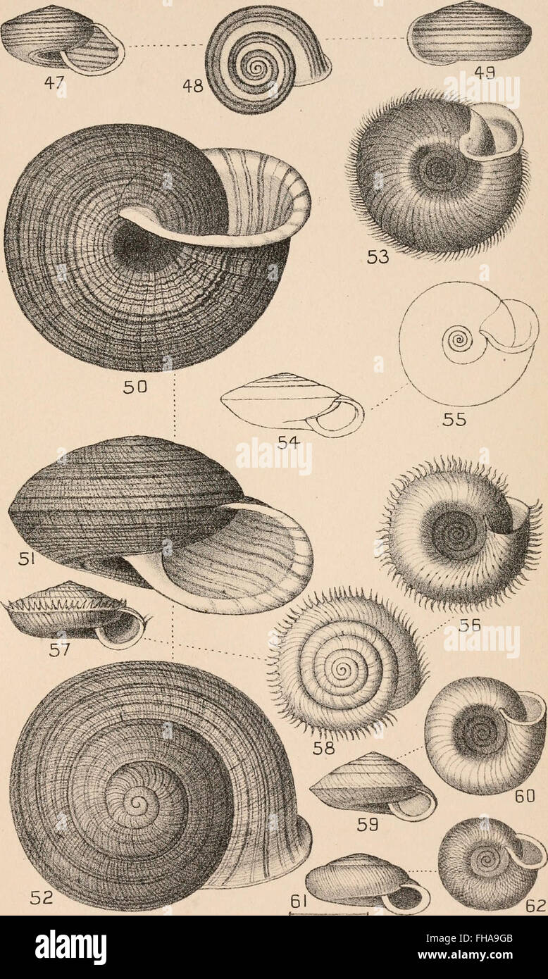A manual on conchology, providing structural and systematic ...