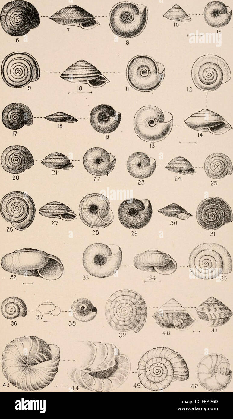An 1892 manual on conchology, detailing the structure and ...
