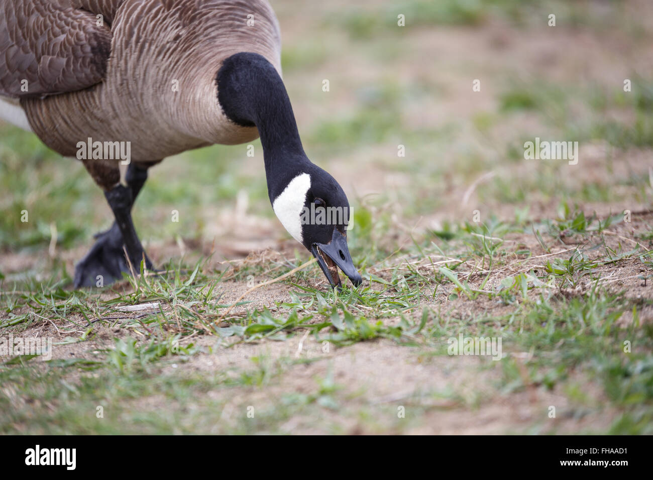 Canada goose 2024 vancouver zoo