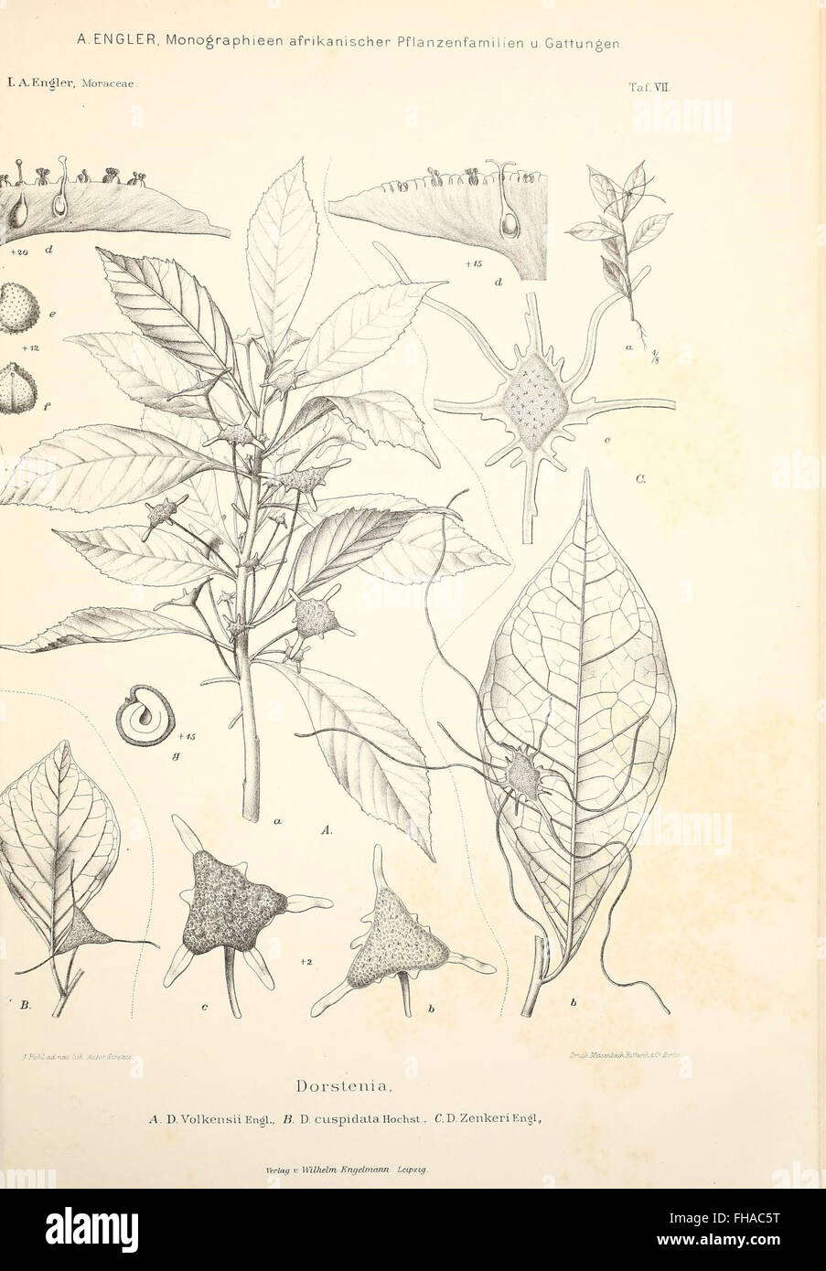 Monographs on African plant families and genera, focusing on the botany ...