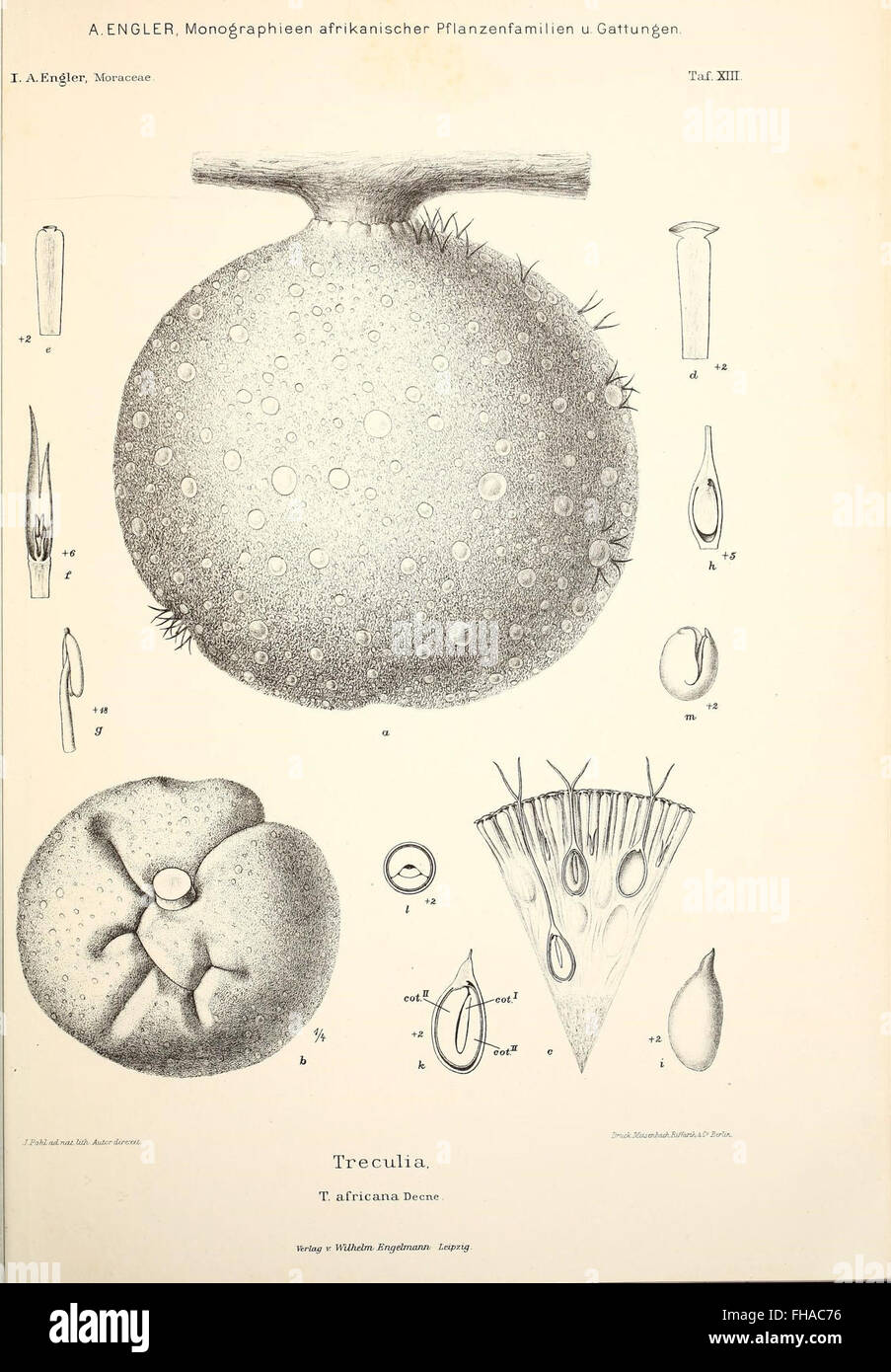 Monographieen afrikanischer PflanzenFamilien und Gattungen Stock
