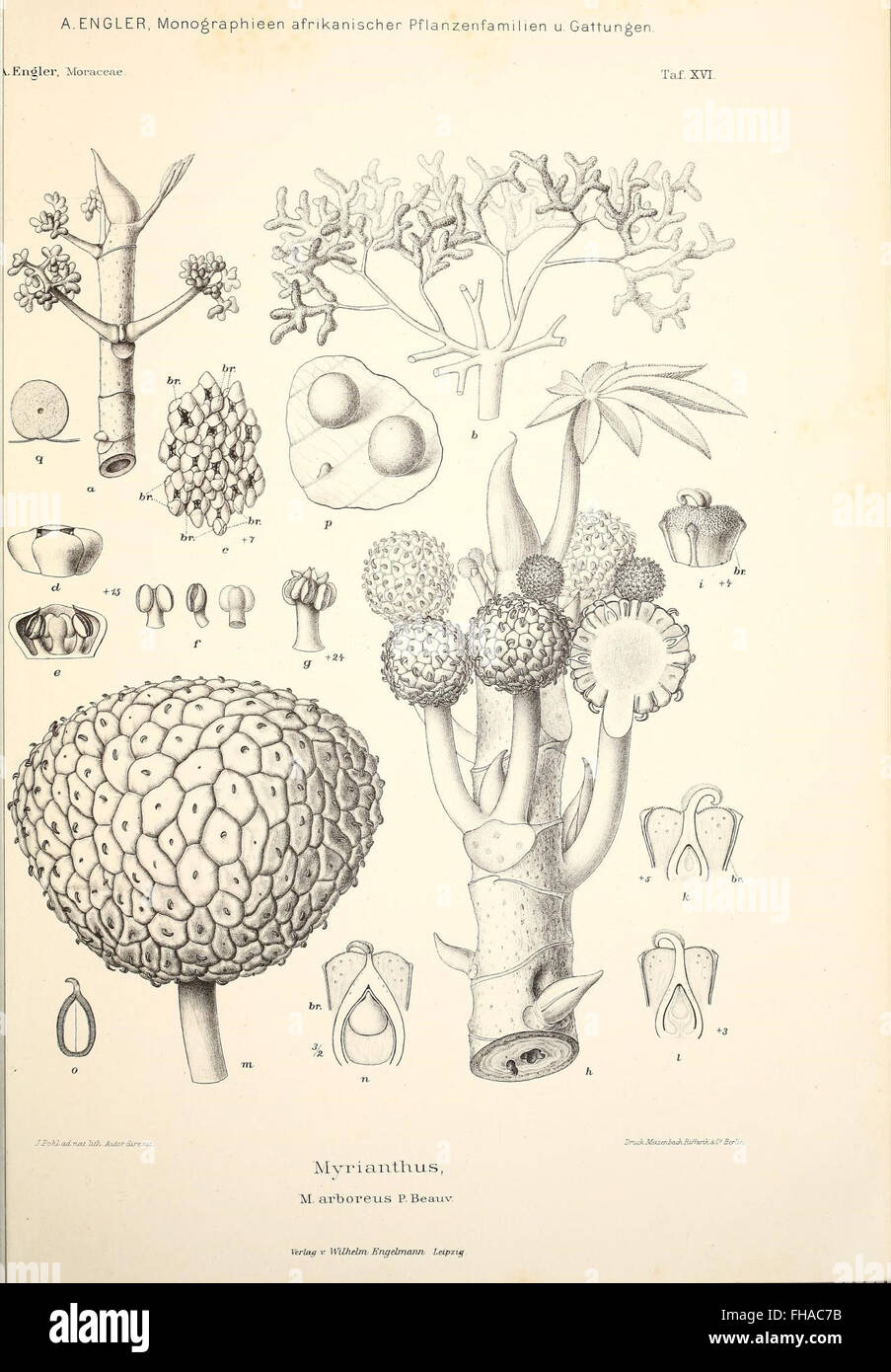 A botanical monograph detailing African plant families and genera, held ...