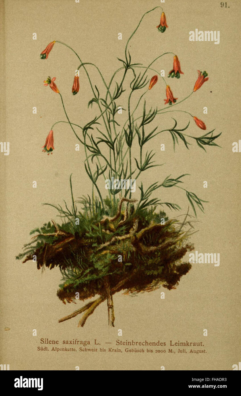 A botanical atlas detailing the flora of the Alps, featuring a ...