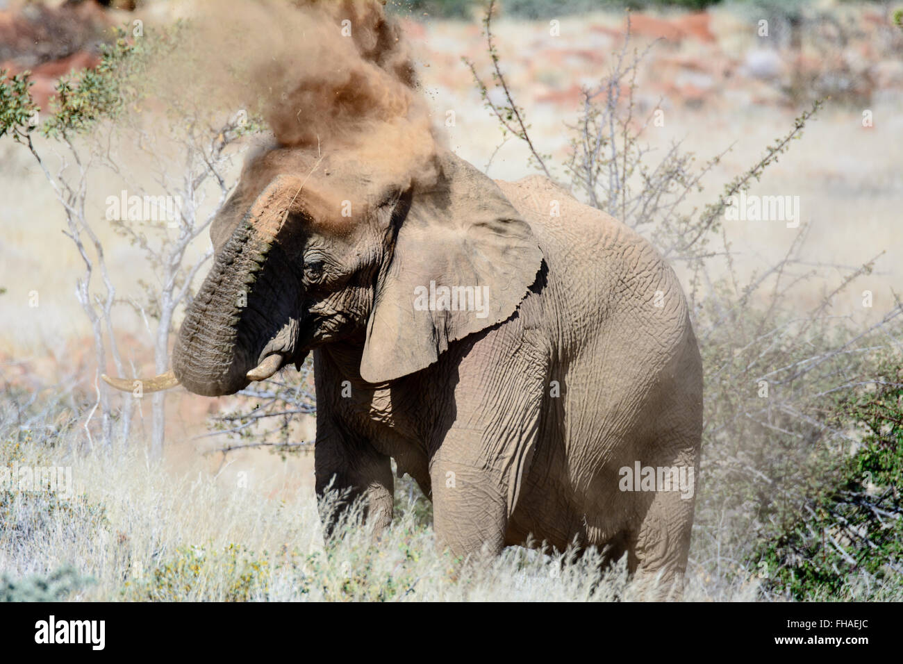 African elephant having a dusting down Stock Photo