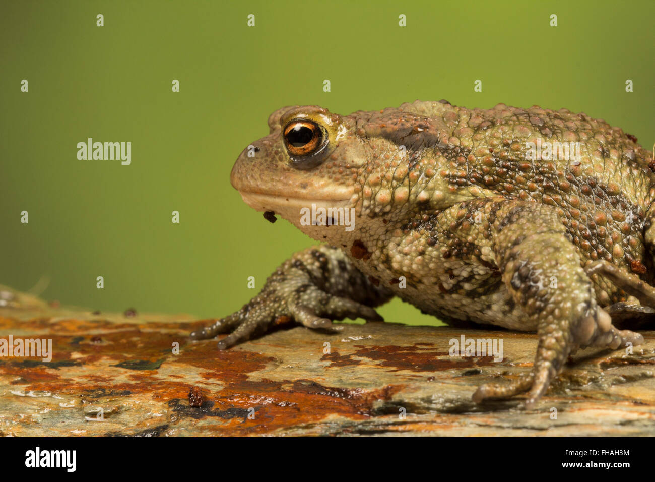 Toad tree hi-res stock photography and images - Alamy