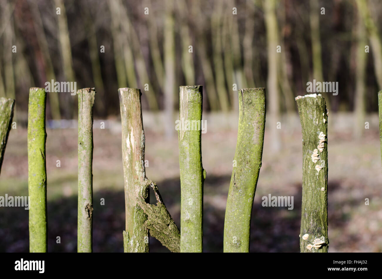 old wooden fence and trees behind Stock Photo - Alamy