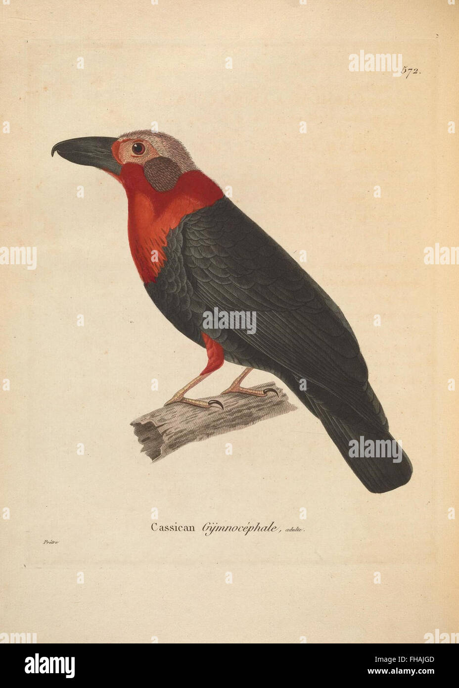 A collection of colored illustrations of birds, housed in the ...