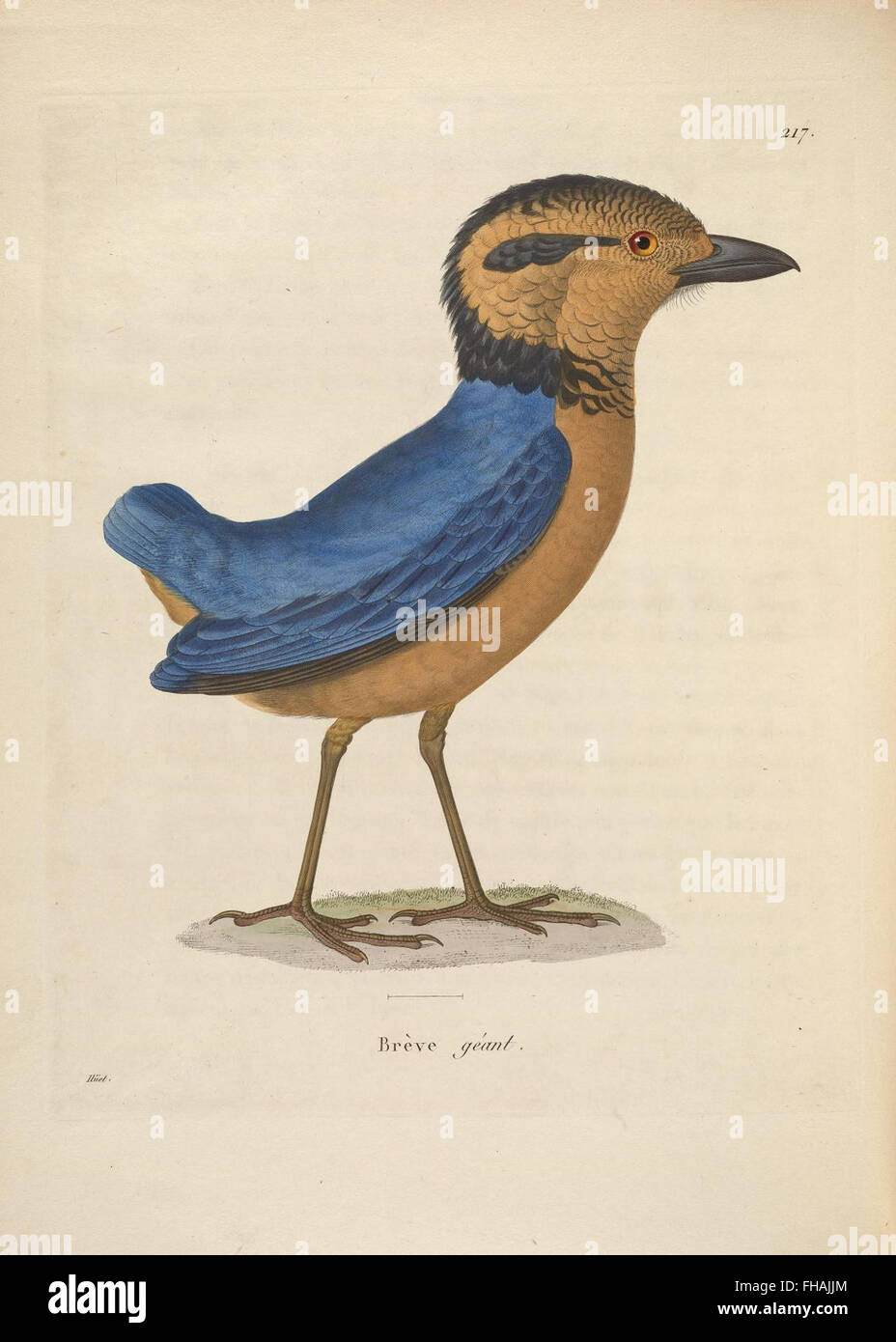 New collection of colored plates of birds, Smithsonian Libraries ...