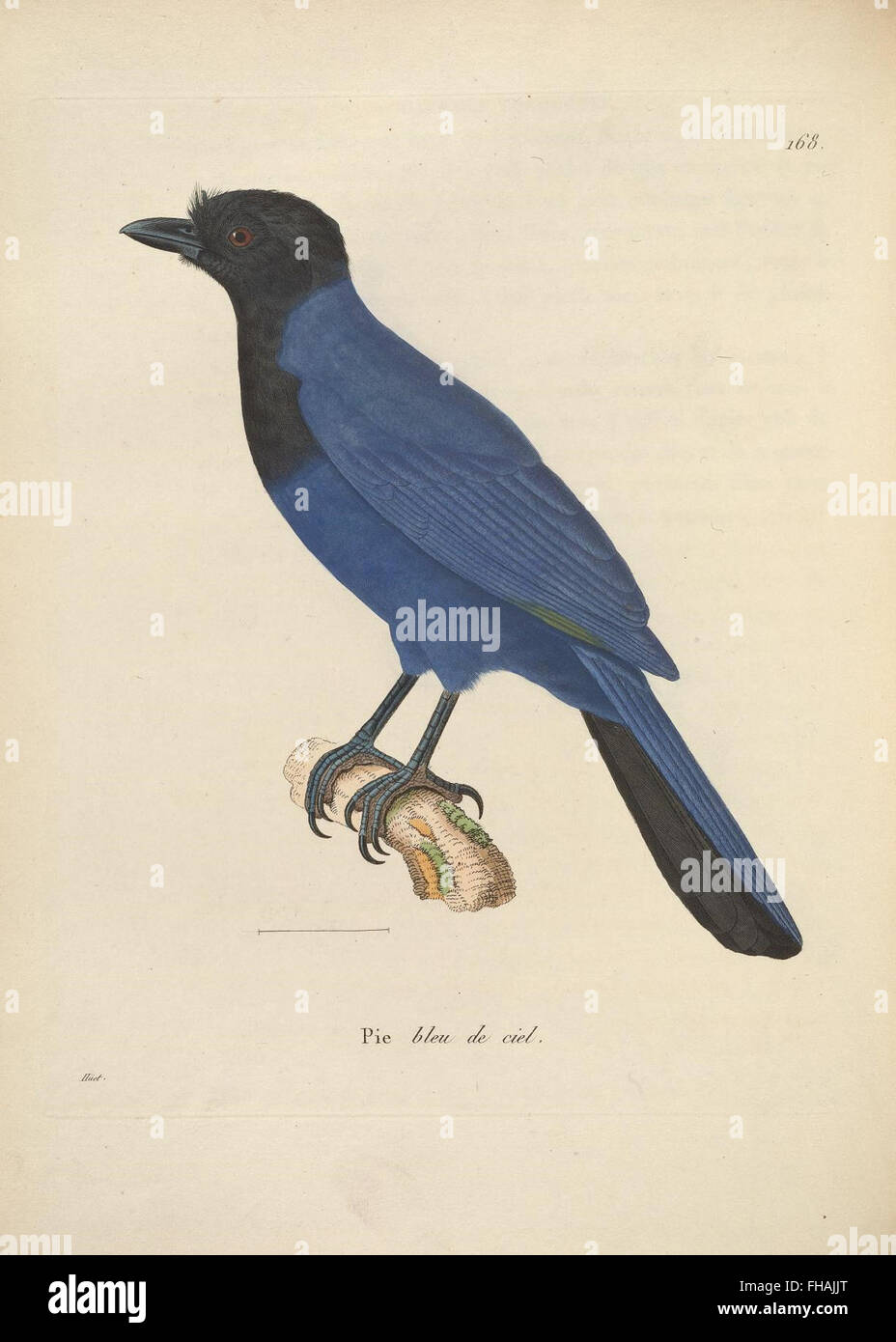A continuation of the earlier collection of bird illustrations ...