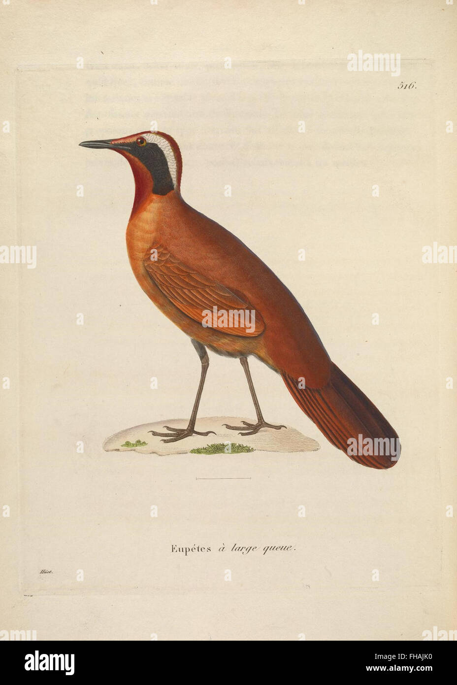 A collection of colored illustrations of birds, housed in the ...