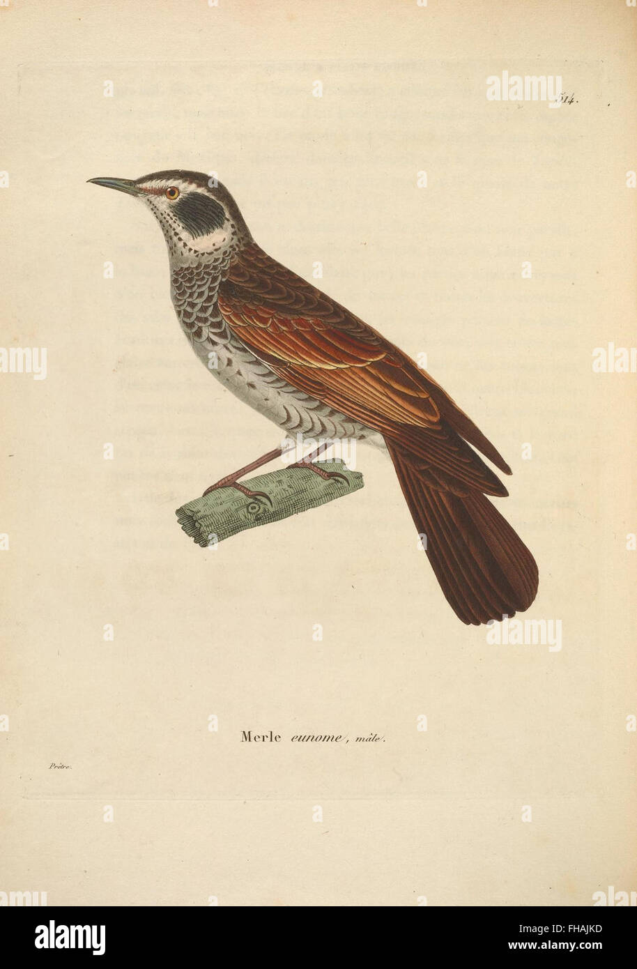 A pictorial collection illustrating various species of birds, held by ...