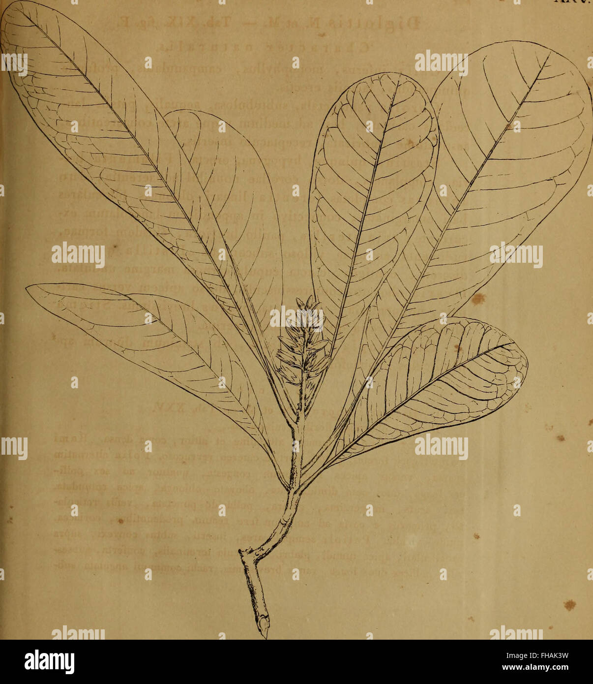 Nova acta (1823 Stock Photo Alamy