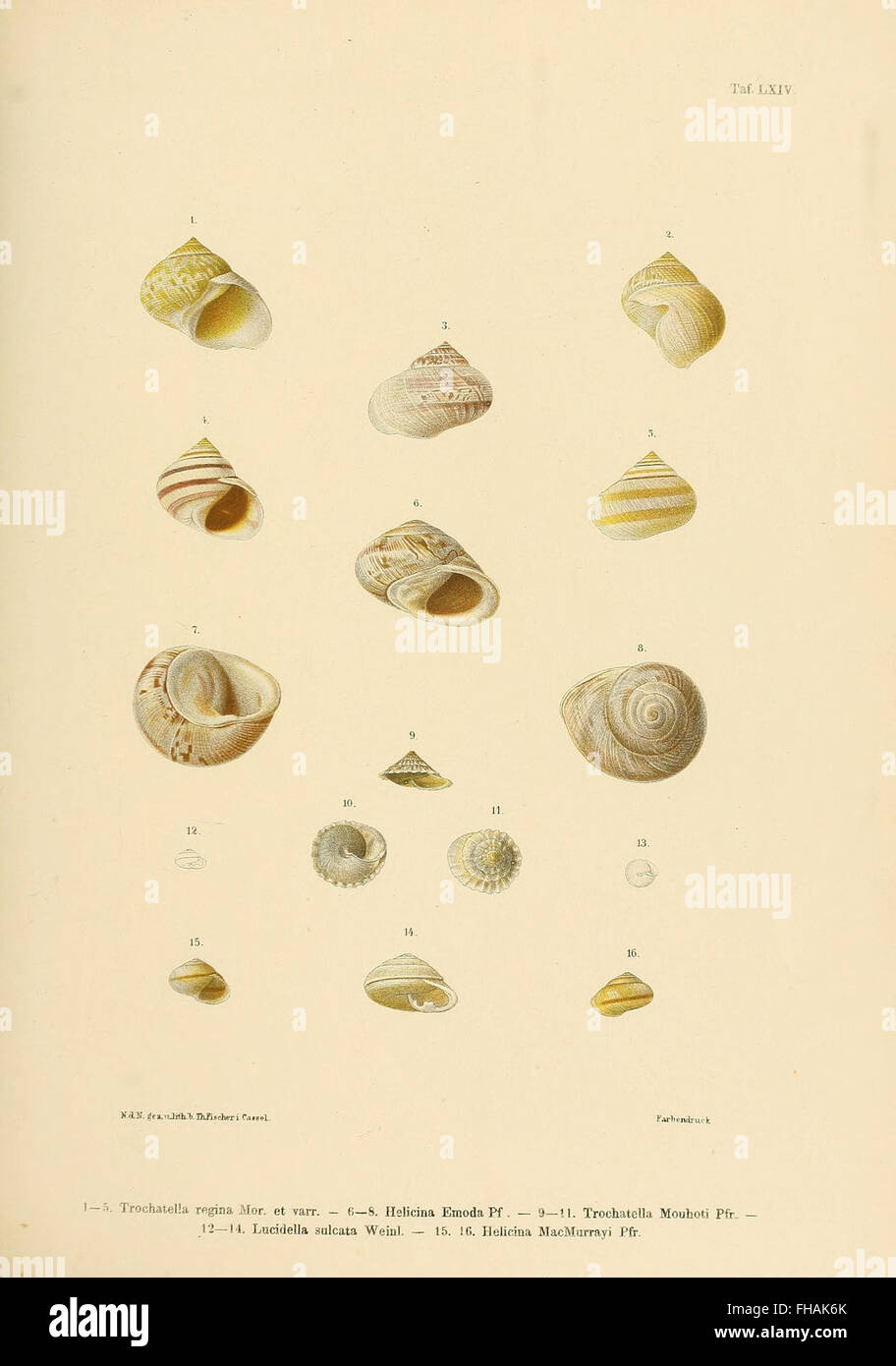 A collection of new species and detailed illustrations of mollusks ...