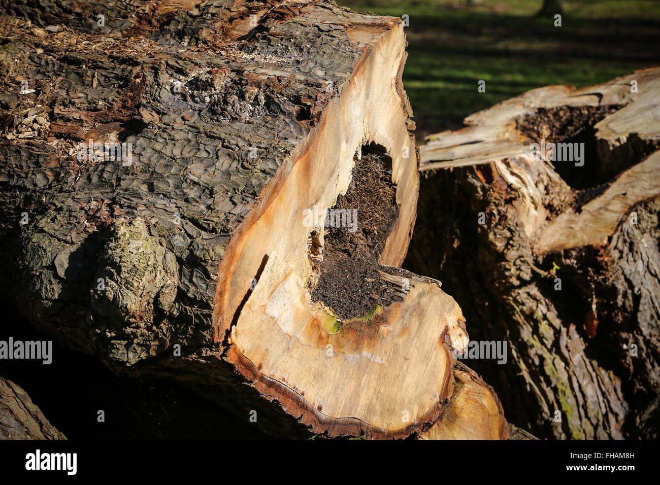 Ash Tree Disease High Resolution Stock Photography and Images Alamy