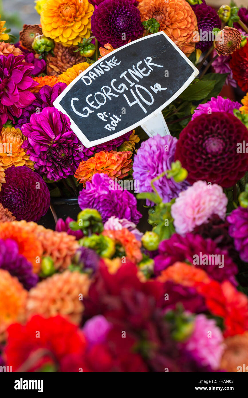 Colorful bouquets of dahlias flowers at market in Copenhagen, Denmark. Stock Photo