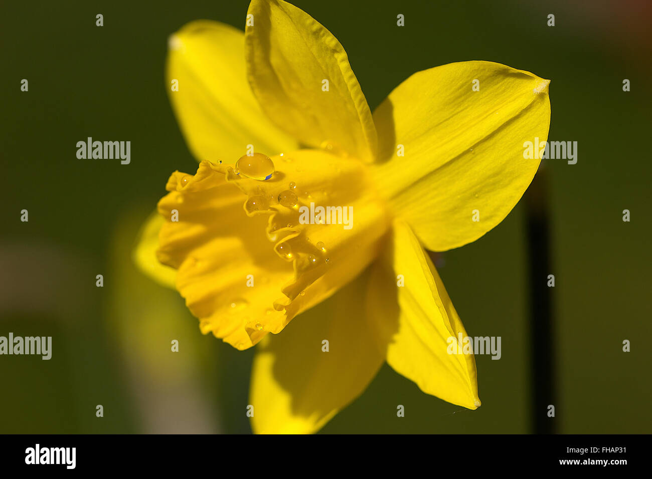 Single Daffodil in Sunlight with Water Drop Stock Photo